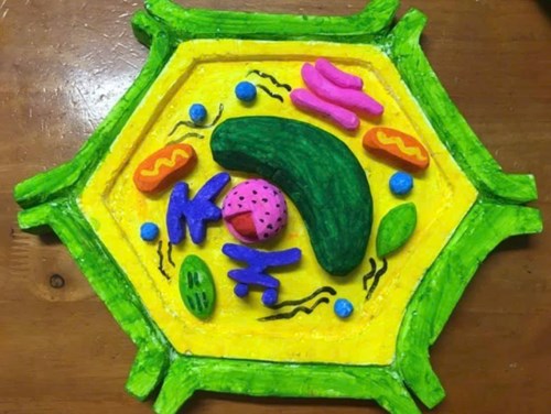 [KHTN 6] Mô hình tế bào